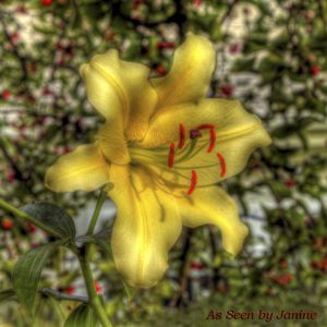 1w-Luscious Lavish Lily Yellow Day Lily with Bright Red Pistils.jpg